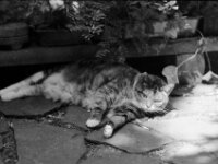 Middle  Pentax MZ-S, SMC PENTAX-FA 1.8/77 Limited, Kentmere Pan 100  - 10.07.2026 -