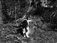 Frühlingserwachen II  Pentax 645N, SMC PENTAX-FA 645 2.8/75, ADOX CHS 100II  -26.02.2026 -