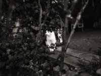 Harlekin  Fuji GW 690III, ADOX CHS 100II   - 22.03.2026 -