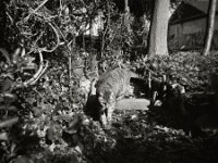 Mito im Vorgarten  Pentax 67II, SMC 2.4/105, ADOX CHS 100 II  -  03.04.2026 -