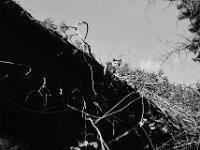 Grey ist aufs Dach gestiegen  Pentax 67II, SMC 2.4/105, ADOX CHS 100 II  -  03.04.2026 -