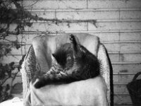 Struppi  CHINON Auto 3001 Muilti Auto Focus, ADOX CHS 100 II   -  03.04.2026 -