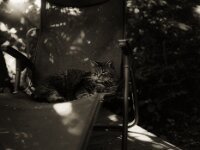Struppi  Pentax 645N, SMC PENTAX-FA 645 2.8/75, ADOX CHS 100 II   -  03.09.2026 -
