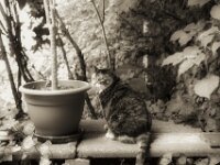 Middle  PENTAX K-3 Mark III Monochrome, HD PENTAX - DA* 2.8/16-50 ED PLM AW  - 14.07.2026 -
