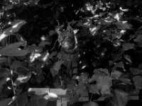 Mito  Pentax K2, SMC 2.8/24, Cokin Gelbfilter, Kentmere Pan 100  - 30.07.2026 -
