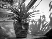 Grünlilie  PENTAX K-3 Mark III Monochrome, SMC PENTAX-FA 1.9/43 Limited  - 18.04.2026 -