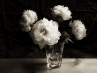 Päonie  PENTAX K-3 Mark III Monochrome, HD PENTAX - DA* 2.8/16-50 ED PLM AW  - 11.05.2026 -