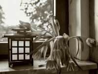 Wasser !  Pentax 67 II, SMC Takumar 3.5/55, ADOX CHS 100 II    - 27.03.2026 -