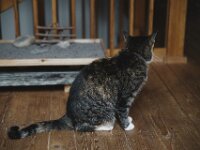 Grey  Pentax K-1, HD PENTAX - D FA 2.8/24-70 ED SDM WR  - 31.01.2026 -