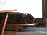 Alice  Pentax K-1, HD PENTAX - D FA* 2.8/70-200 ED DC AW  - 07.02.2026 -