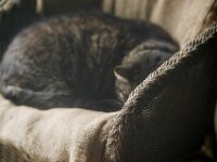 Struppi schläft auf der Terrasse  Pentax K-1, HD PENTAX - D FA* 2.8/70-200 ED DC AW  - 07.02.2026 -