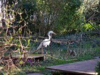 Der Reiher im Garten  Pentax K-1, HD PENTAX - D FA 2.8/24-70 ED SDM WR   - 03-03-2026 -