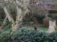 Amsel  Pentax K-1, HD PENTAX - D FA 2.8/24-70 ED SDM WR   - 12.03.2026 -