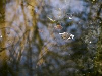 Blütenblätter auf dem Gartenteich  Pentax K-1, HD PENTAX - D FA 2.8/24-70 ED SDM WR   - 21.03.2026 -