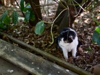 Harlekin  Pentax K-1, HD PENTAX - D FA 2.8/24-70 ED SDM WR   - 21.03.2026 -