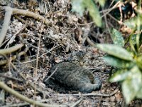 Mito  Pentax K-1, HD PENTAX - D FA 2.8/24-70 ED SDM WR   - 21.03.2026 -