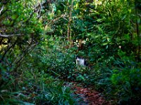 Harlekin  Pentax K-1, HD PENTAX - D FA 2.8/24-70 ED SDM WR   - 21.03.2026 -