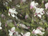 Magnolien Impression  Pentax K-1, SIGMA ZEN MIrror 8.0/600  -28.03.2026