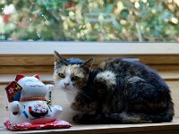 Maneki Neko und Grey  Pentax K-1, HD PENTAX - D FA 2.8/24-70 ED SDM WR  - 17.10.2026 -