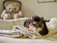 Katze Middle  Pentax K-1, HD PENTAX - D FA 2.8/24-70 ED SDM WR  - 22.10.2026 -