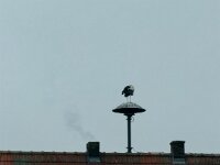 Er überwintert hier seit Jahren  iPhone 17 Pro Max  - 28.01.2026 -