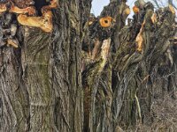 Zerfurchte Stämme  iPhone 17 Pro Max  - 28.01.2026 -