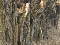 Strukturiert  iPhone 17 Pro Max  - 28.01.2026 -