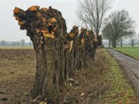 Kopfweiden frisch geköpft  iPhone 17 Pro Max  - 28.01.2026 -