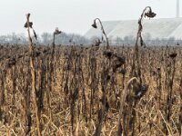 Erinnerung an den Sommer  iPhone 17 Pro Max  - 28.01.2026 -