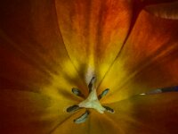 Tulpe  iPhone 17 Pro Max   - 26.01.2026 -