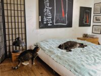 Was macht der auf meinem Schlafplatz !?  iPhone 17 Pro Max   - 27.03.2026 -