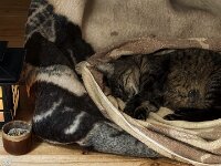 Alice ist  tot, sie starb am Donnerstag den 2. April 2026  iPhone 17 Pro Max   - 02.04.2026 -