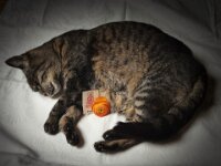 Alice wird im Garten beerdigt  iPhone 17 Pro Max   - 03.04.2026 -