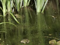 Frösche im Gartenteich  iPhone 17 Pro Max   - 06.04.2026 -