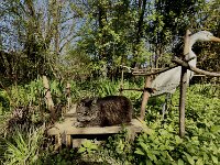 Struppi auf dem Teichsteg  iPhone 17 Pro Max   - 06.04.2026 -