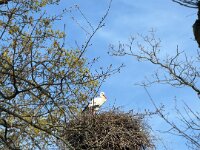 Storch  auf dem Nest  iPhone 17 Pro Max   - 08.04.2026 -