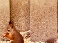 Eichhörnchen im Garten  iPhone 17 Pro Max   - 07.05.2026 -