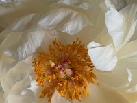 Päonienblüte  iPhone 17 Pro Max   - 12.05.2026 -