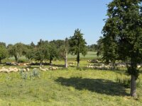 Schafherde auf Obstwiese  iPhone 17 Pro Max   - 26.05.2026 -