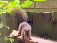 Eichhörnchen am Vogelfutter  iPhone 17 Pro Max   - 31.05.2026 -
