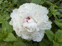 Päonienblüte und Ameise  iPhone 17 Pro Max   - 31.05.2026 -