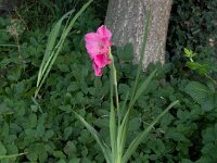 Gladiole  iPhone 17 Pro Max   - 15.08.2026 - : Vorgarten, Gladiole, Garten Erlenstraße, Blüte