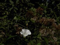Windenblüte  iPhone 17 Pro Max   - 16.08.2026 - : Winde, Blüte, Garten Erlenstraße