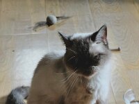 Es ist eine Mischung aus Perser und Siam Katze, eine Burma.  iPhone 17 Pro Max  - 18.09.2026 -