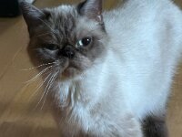 Sie ist circa 2 Jahre alt und wird vom Tierschutz in ein neues Zuhause vermittelt.  iPhone 17 Pro Max  - 18.09.2026 -